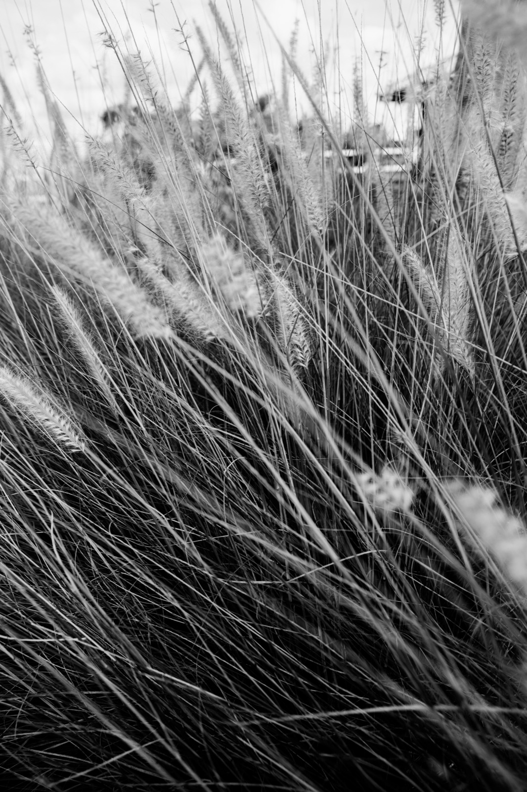 Fazenda Villa Realli